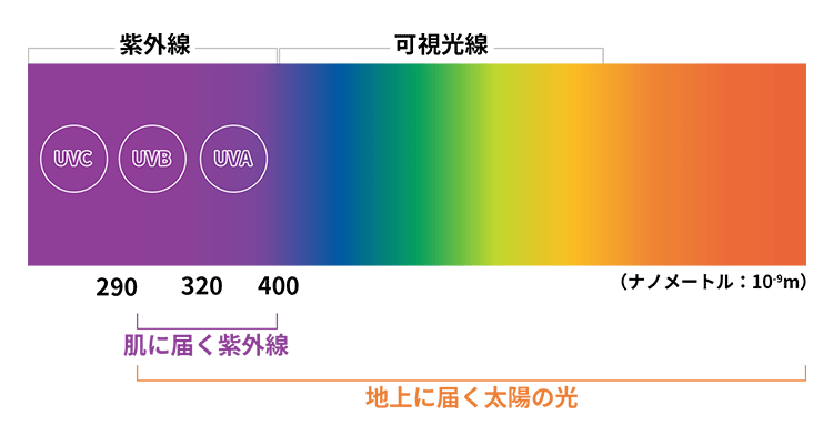紫外線、可視光線の図