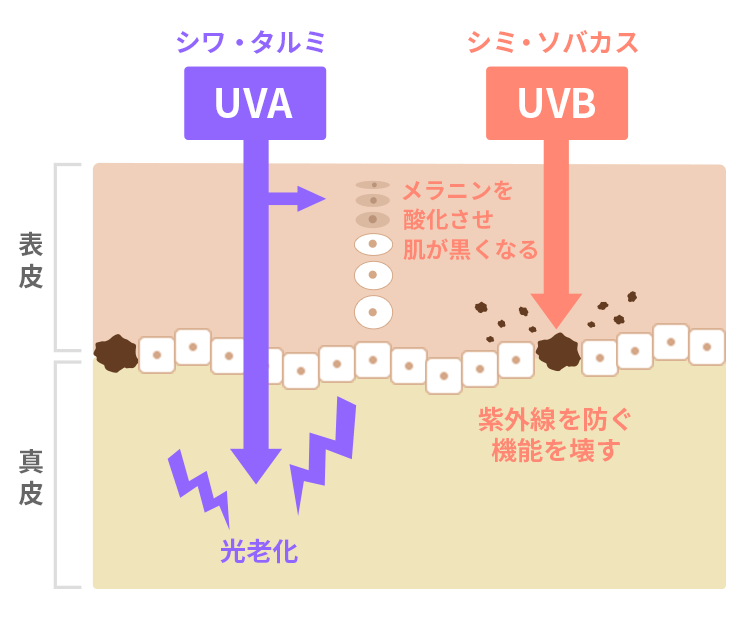 UVA、UVBによる肌への影響の図